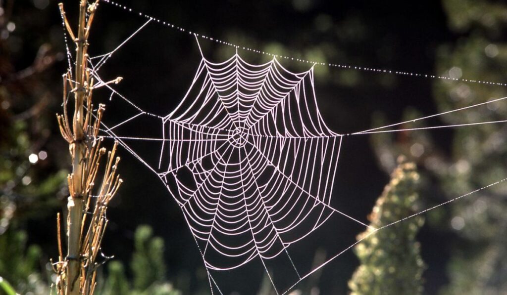 Spider Web Fun