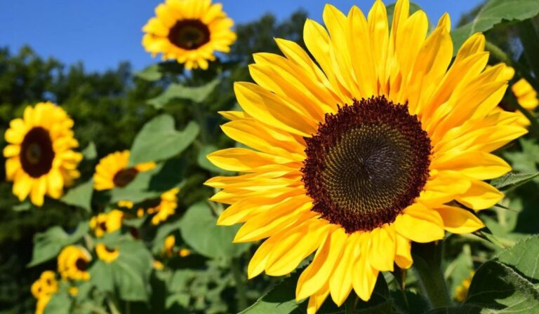 Sunflower Captions