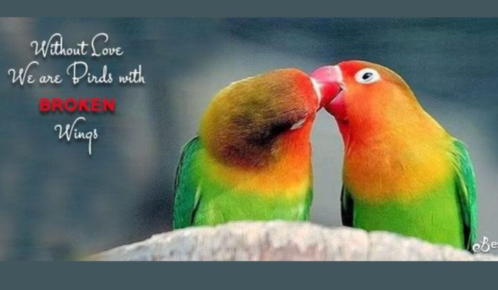 Love Birds Quotes