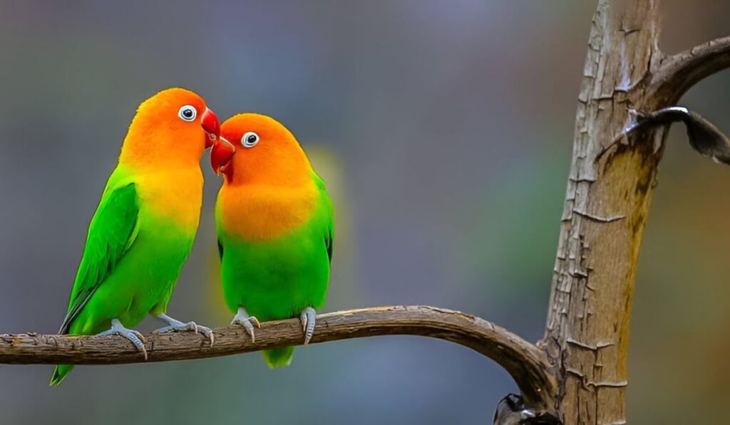 Love Birds Captions