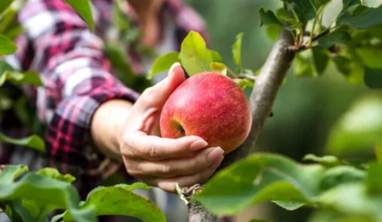 Apple Picking